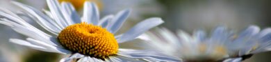 Schweizerische Ärztegesellschaft für Homöopathie sahp, Ärzteverein für Homöopathie, Apothekergesellschaft für Homöopathie