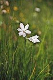 Arzneimittel Herstellung, Materia medica Kurse, Bönninghausen-Methode, Homöopathie nach Boger, Homöopathie Akademie, Homöopathie Schweiz, Homöopathie-Studie ADS,Homöopathische Behandlung