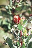 Arzneimittel Herstellung, Materia medica Kurse, Bönninghausen-Methode, Homöopathie nach Boger, Homöopathie Akademie, Homöopathie Schweiz, Homöopathie-Studie ADS,Homöopathische Behandlung